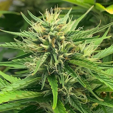 Pink Rozay #1 growlog timeline photo