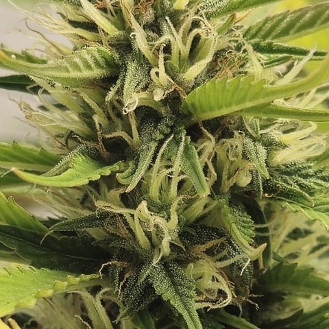 Pink Rozay #2 growlog timeline photo