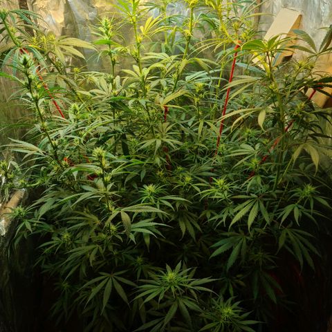 #1 growlog photo: Dejaron de crecer?