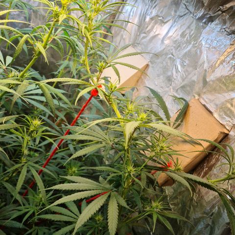 #1 growlog timeline photo