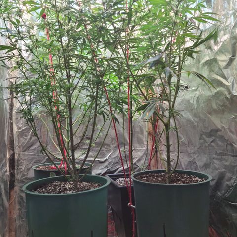 #1 growlog timeline photo
