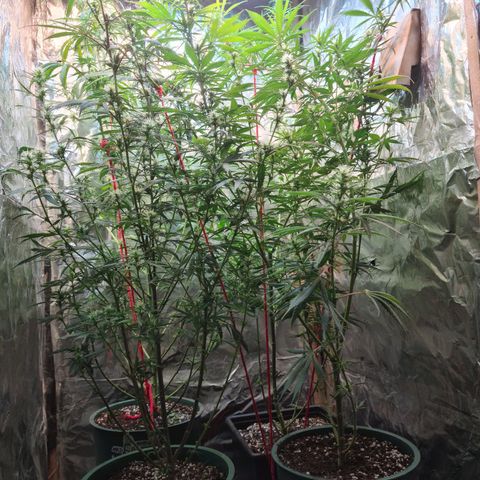 #1 growlog timeline photo