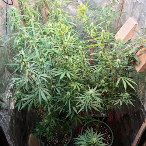 #1 growlog timeline photo