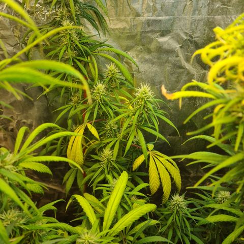 #1 growlog timeline photo