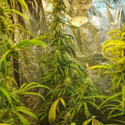 #1 growlog timeline photo