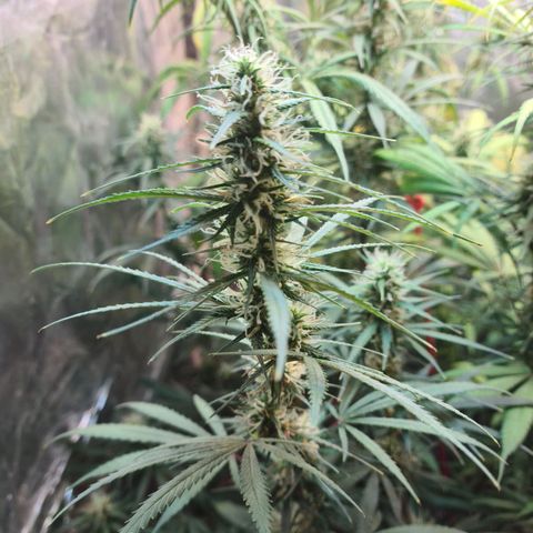 #1 growlog timeline photo