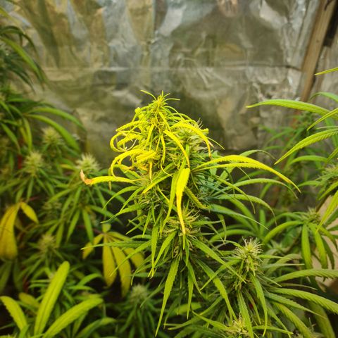 #1 growlog timeline photo