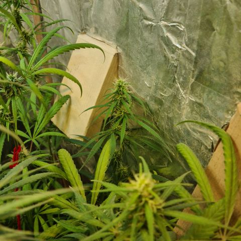 #1 growlog timeline photo