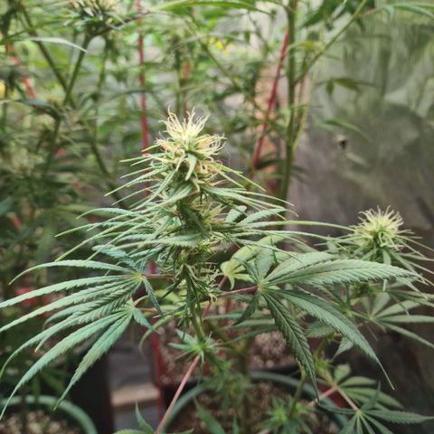 #1 growlog timeline photo