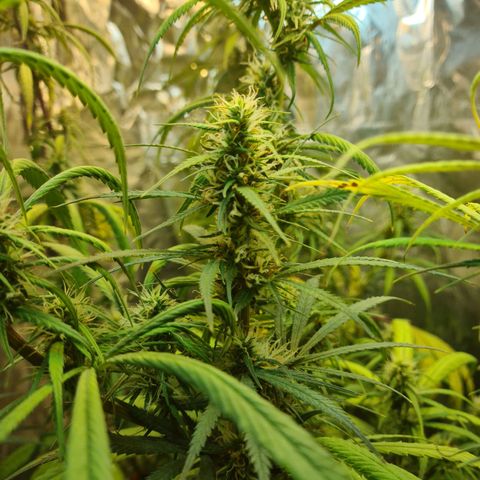 #1 growlog timeline photo