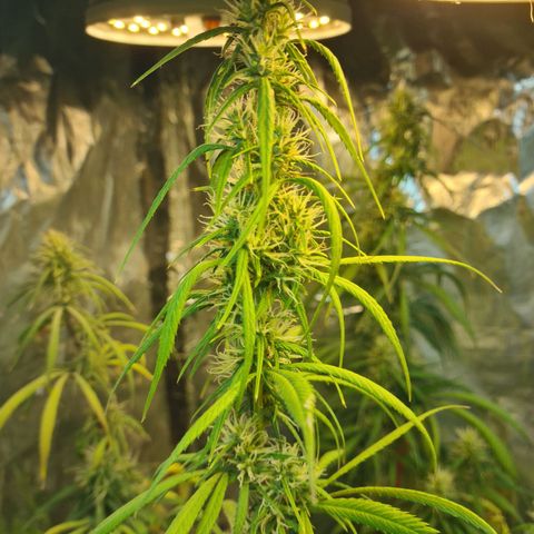 #1 growlog timeline photo