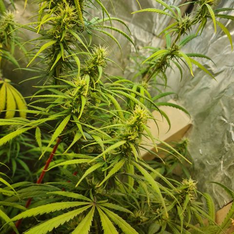 #1 growlog timeline photo