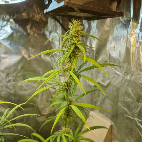 #1 growlog timeline photo
