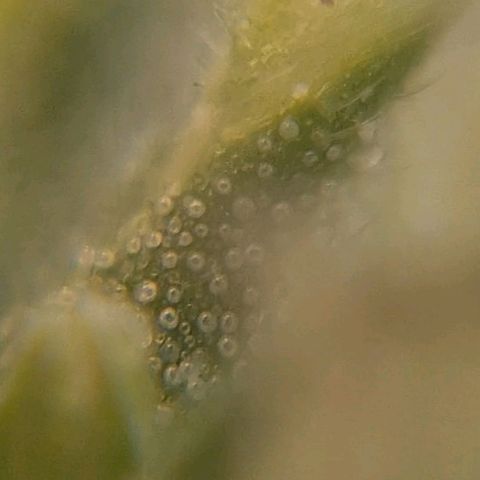 #1 growlog photo: Tricomas aun transparentes