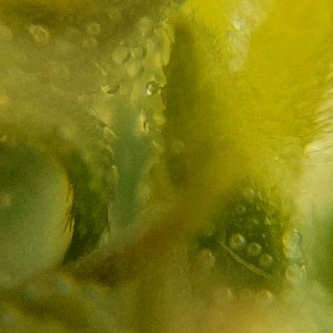 #1 growlog photo: Tricomas aun transparentes