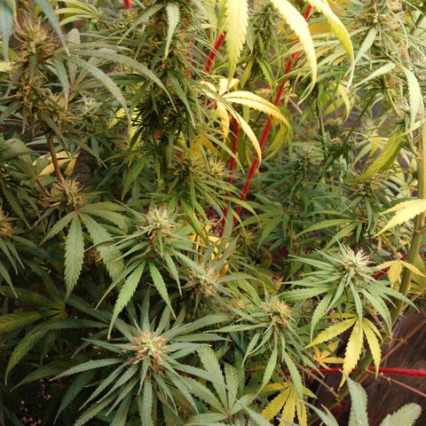 #1 growlog timeline photo
