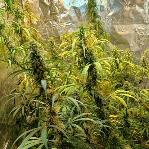 #1 growlog timeline photo