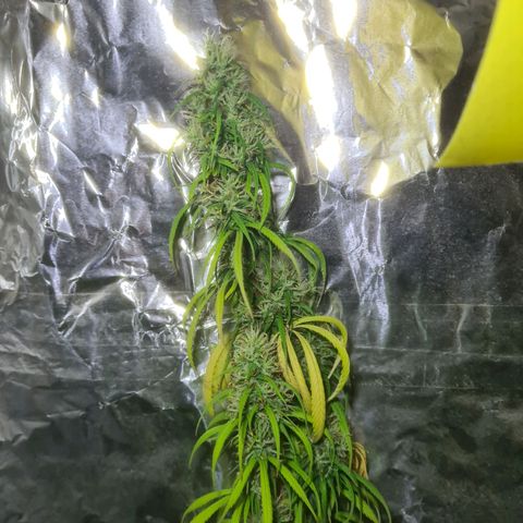 #1 growlog timeline photo