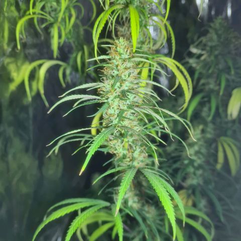 #1 growlog timeline photo