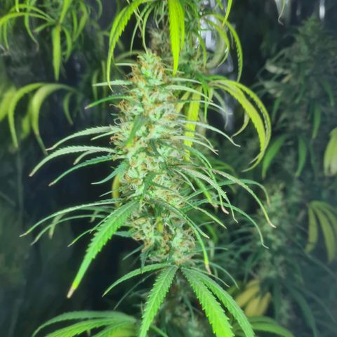 #1 growlog timeline photo