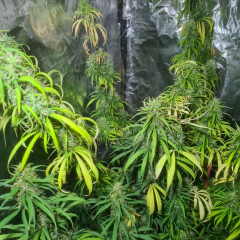 #1 growlog timeline photo