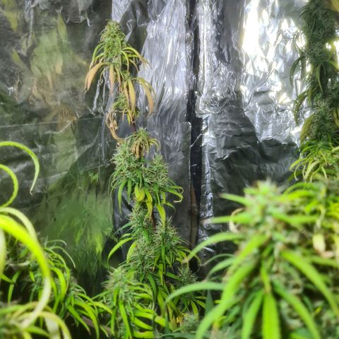 #1 growlog timeline photo