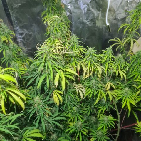 #1 growlog timeline photo