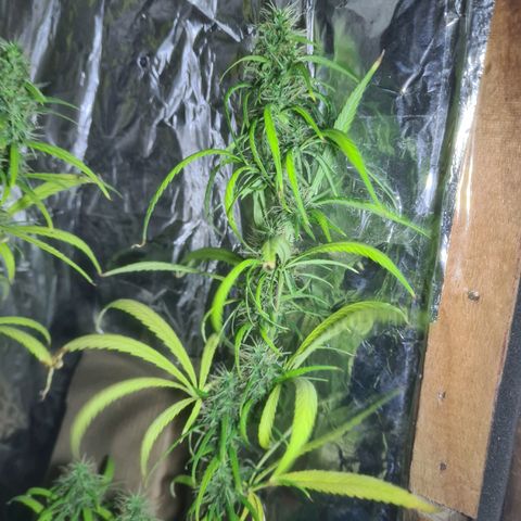 #1 growlog timeline photo
