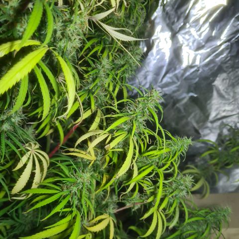 #1 growlog timeline photo