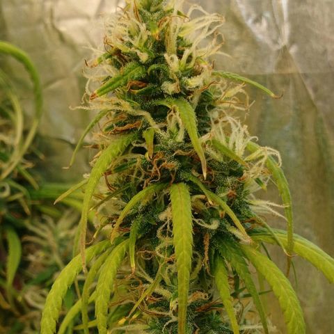 #1 growlog timeline photo