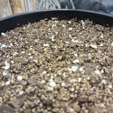 Auto Critical Orange Punch #1 growlog photo