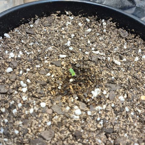 Auto Critical Orange Punch #1 growlog photo