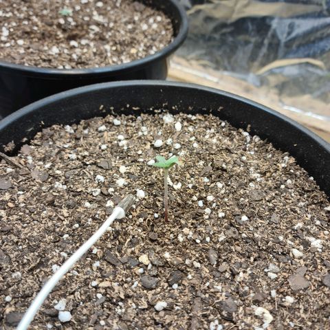 Auto Critical Orange Punch #3 growlog timeline photo
