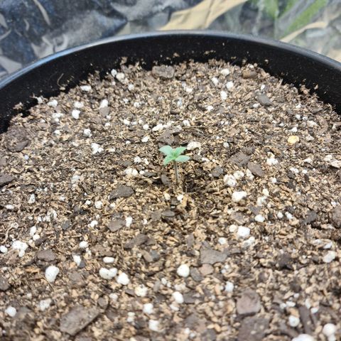 Auto Critical Orange Punch #1 growlog photo