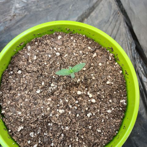 Auto Jack Herer growlog timeline photo
