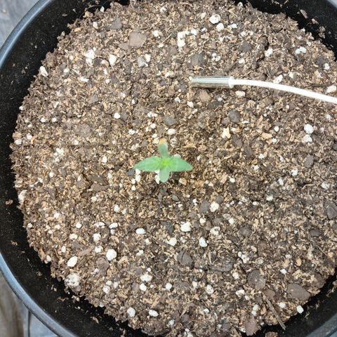 Auto Critical Orange Punch #3 growlog timeline photo