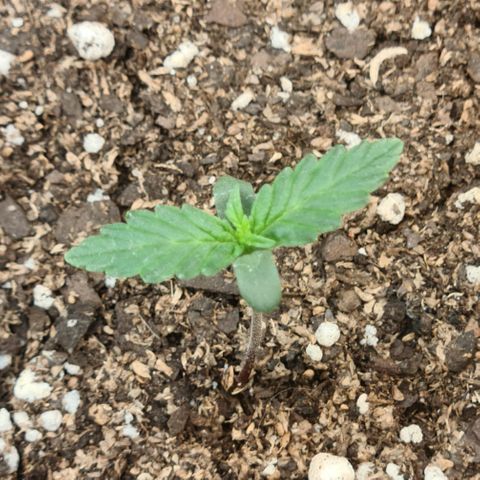 Auto Jack Herer growlog timeline photo