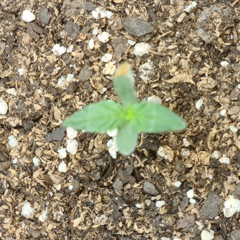 Auto Critical Orange Punch #3 growlog timeline photo
