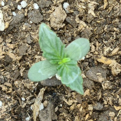 Auto Critical Orange Punch #1 growlog photo