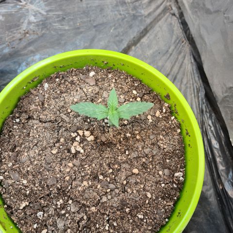 Auto Jack Herer growlog timeline photo