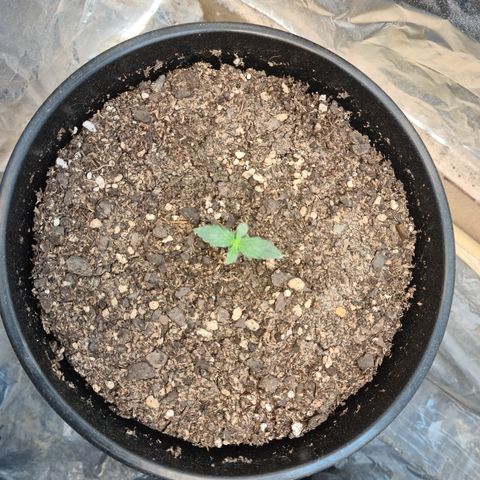 Auto Critical Orange Punch #1 growlog timeline photo