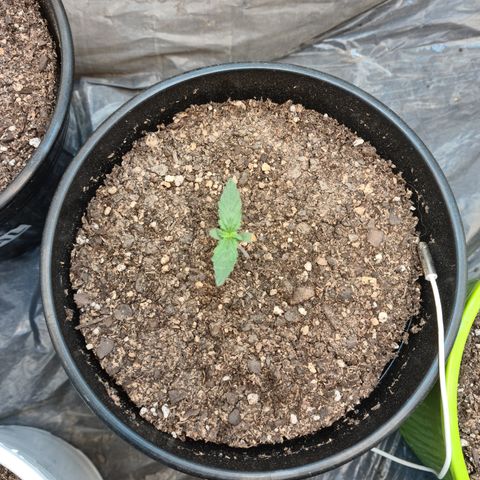 Auto Critical Orange Punch #3 growlog timeline photo
