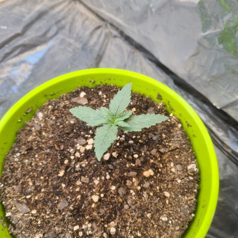 Auto Jack Herer growlog timeline photo