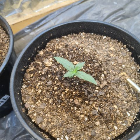 Auto Critical Orange Punch #3 growlog timeline photo