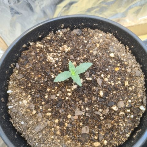 Auto Critical Orange Punch #1 growlog timeline photo