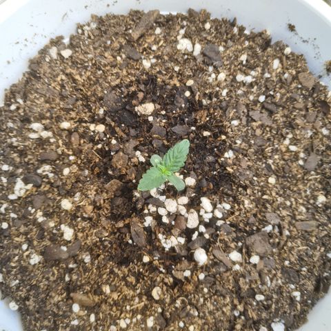 Auto Critical Orange Punch #2 growlog timeline photo