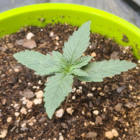 Auto Jack Herer growlog timeline photo