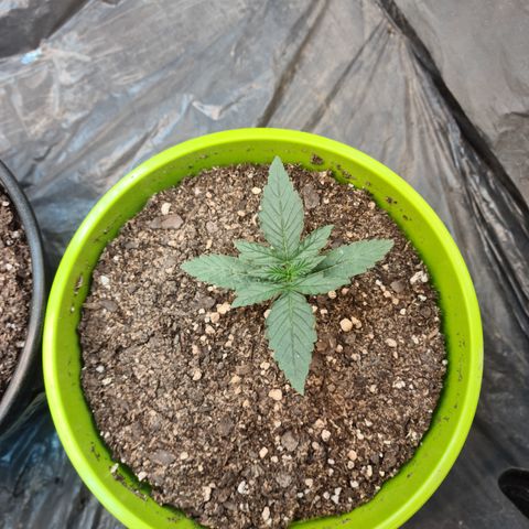 Auto Jack Herer growlog timeline photo