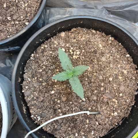 Auto Critical Orange Punch #3 growlog timeline photo