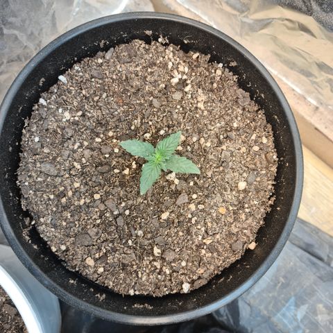 Auto Critical Orange Punch #1 growlog timeline photo